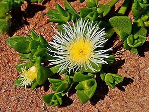 Sceletium tortuosum