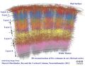 Cortical Columns.jpg