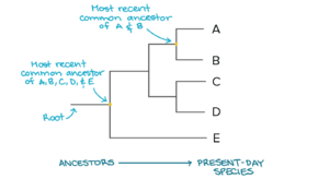 Phylogenetic Tree