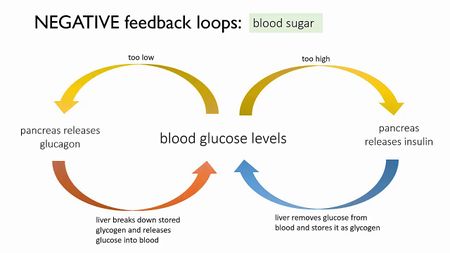 Negative Feedback Loop - BurnZero