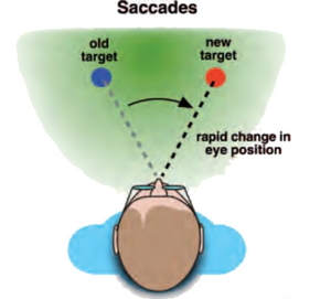 A man that is scanning the environment with high eyes