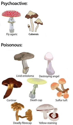 Poisonous vs psychoactive mushrooms