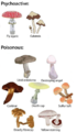 Poisonous vs psychoactive mushrooms.png