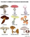 Poisonous mushrooms.jpg