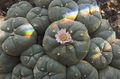 Lophophora williamsii.jpg