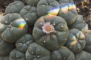 Lophophora williamsii