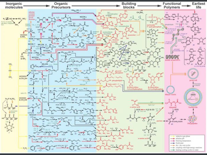 Biomolecular pathway